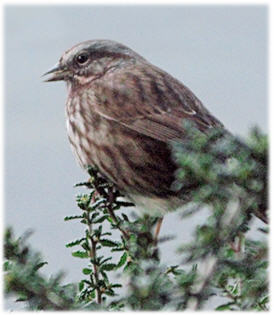 Bird Singing