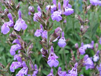 Honeybush Chai Flowers