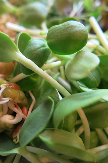 Sprout Salad