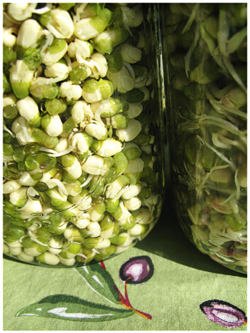 Part 2 Energy in Food Sprout Juice