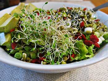 Sprout Salad