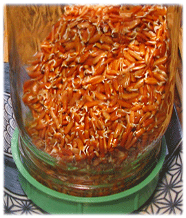 Sprouted Wehani Rice