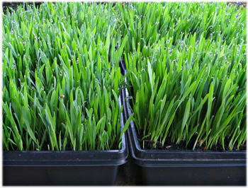 More Little Wheat Grass Farm